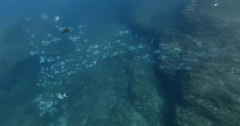 Paisaje submarino con peces junto al arrecife