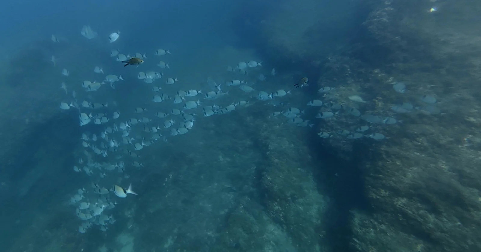 Paisaje submarino con peces junto al arrecife