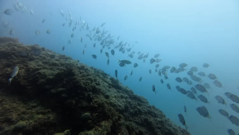 Banco de peces sobre un fondo rocoso