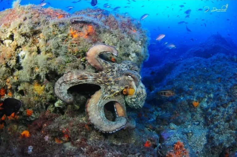 Vasijas y peces en el fondo marino