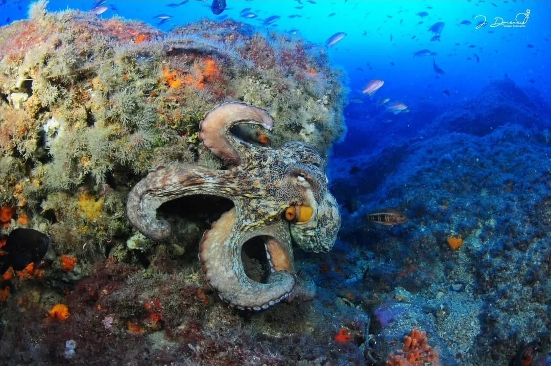 Vasijas y peces en el fondo marino