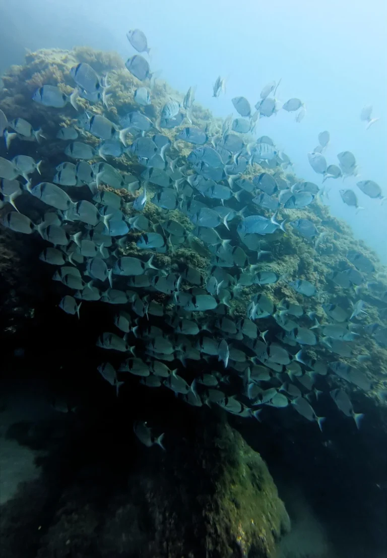 Peces junto a una pared rocosa sumergida