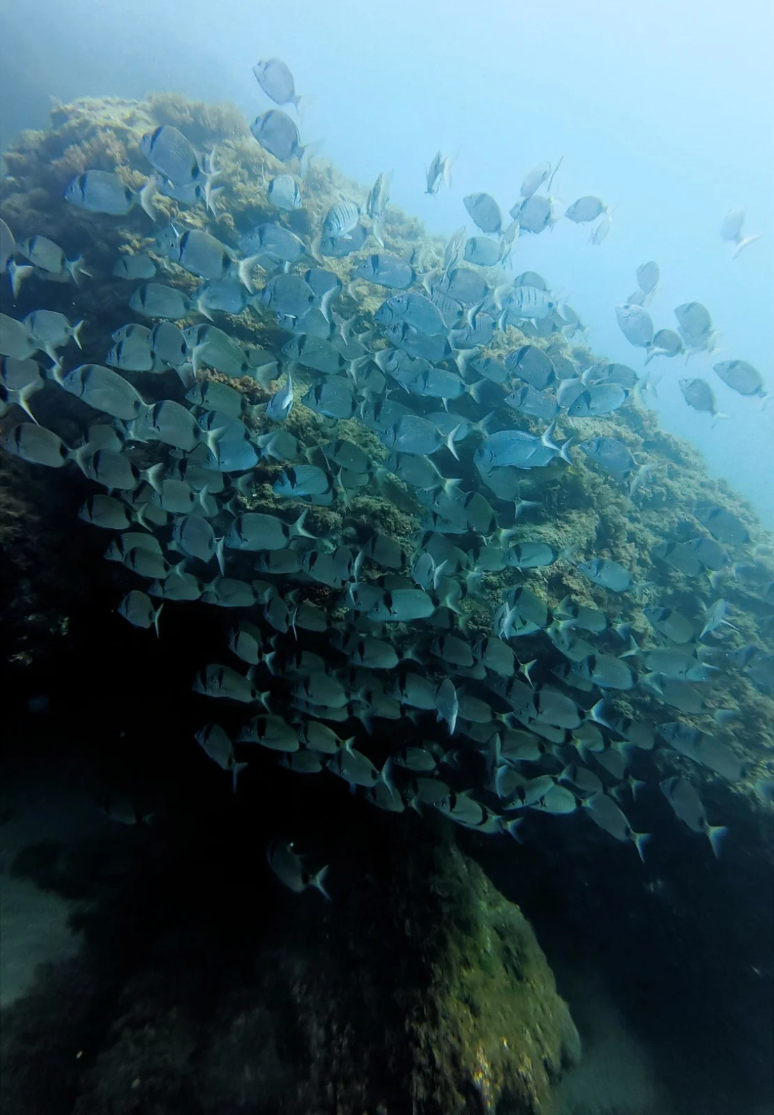 Peces junto a una pared rocosa sumergida
