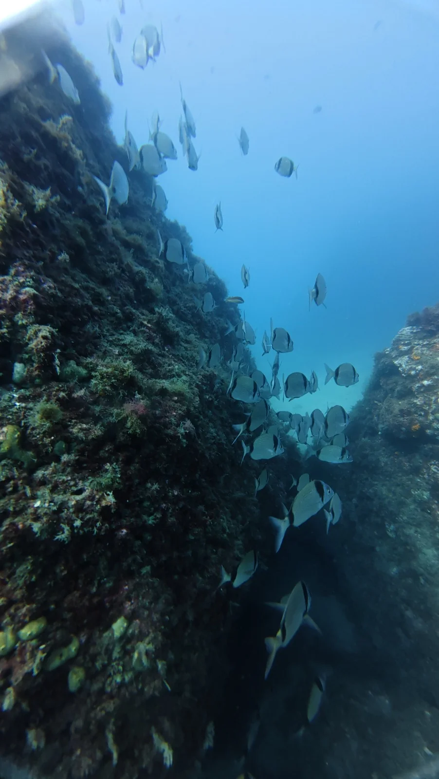 Arrecife y agua azul